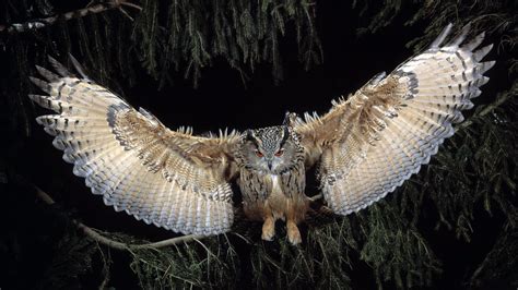Great Horned Owl Hd Birds 4k Wallpapers Images Backgrounds Photos