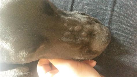 Bumps On My Dogs Nose