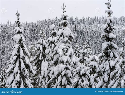 Norwegian Spruces In A Scandinavian Forest After Snowfall Stock Image