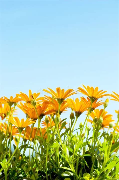 Bright Summer Flowers Stock Image Image Of Summer Copy 1851637