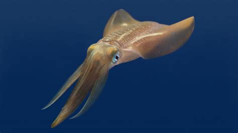 Tentacles The Astounding Lives Of Octopuses Squid And Cuttlefishes