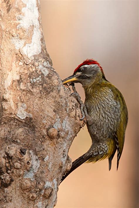 Birds Of India 72 Streak Throated Woodpecker Walk The