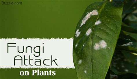 Different Fungal Symptoms On Plants Plantlet
