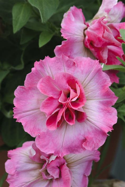 Check spelling or type a new query. Martha Washington Petunia | ... Double, Pink Rose ...