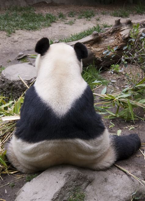 Panda Sitting Down Front View