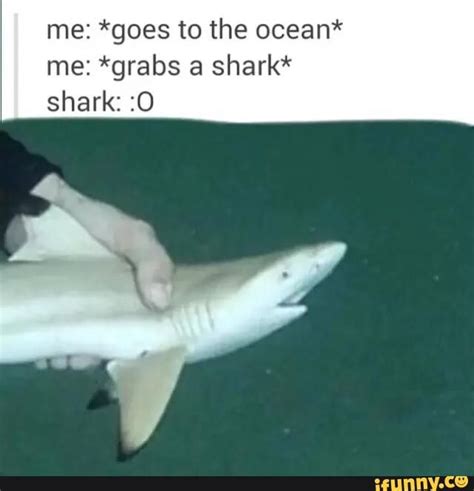 Funny Shark Memes Of 2017 Sharks Funny Shark Meme Cute Shark