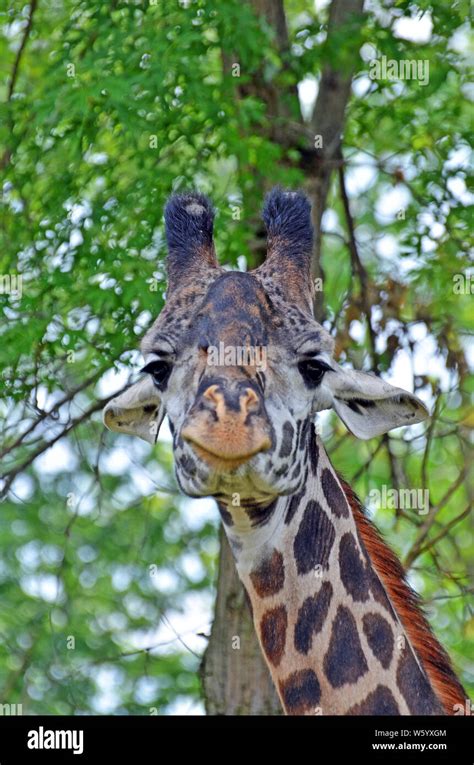 Close Up Of A Bored Giraffe Face Looking Forward With Peach Nose Big Black Eyes With Long