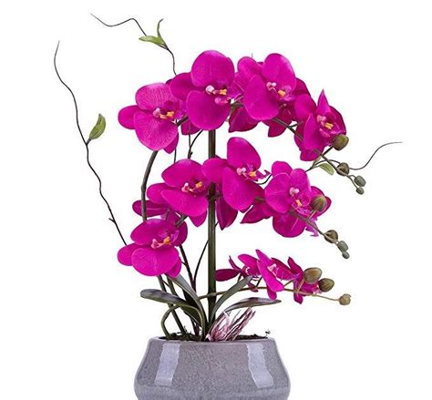 Orchid Emoji Orchid Flowers