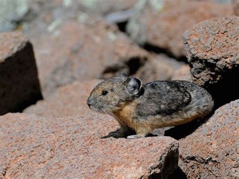 Photos Of The Pika North Americas Cutest Mammal Live Science