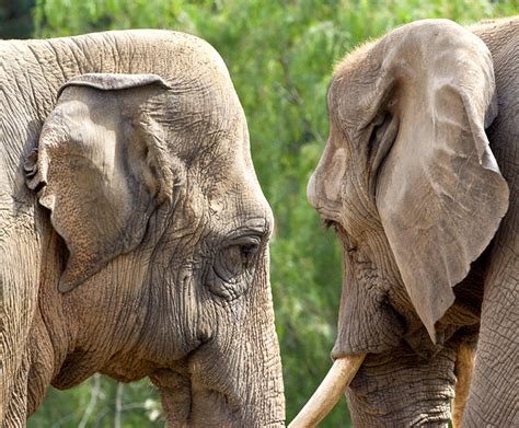 African elephant | San Diego Zoo Kids