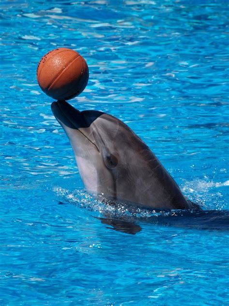 A Dolphin Playing With A Basketball In The Water