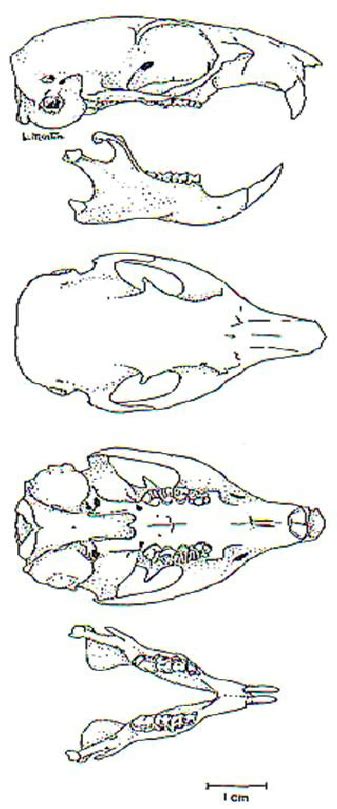 Skull Of The California Ground Squirrel Spermophilus Beecheyi From
