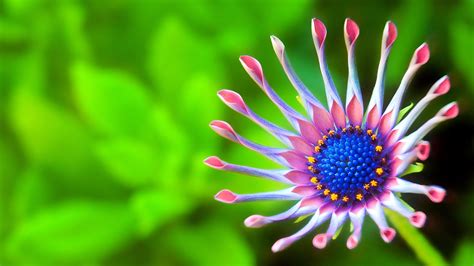 Flower Macro 4k Ultra Hd Wallpaper And Background Image 3840x2160