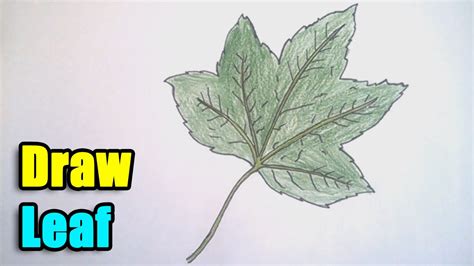 How i draw a 3d spitfire, flight illusion. How to Draw a Leaf step by step - YouTube