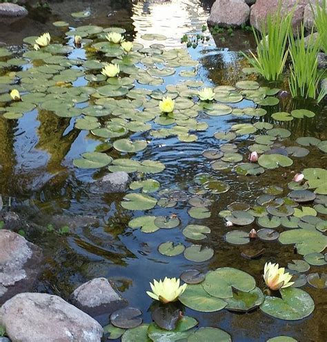 Maybe you would like to learn more about one of these? Ecosystem | Water gardens pond, Aquascape, Water garden