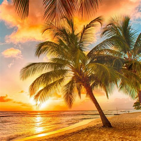 Palm Tree Tropical Beach Ipad Air Wallpapers Free Download