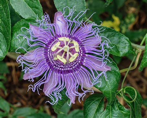 Passionflower Wallpapers High Quality Download Free