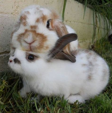 Two Rabbits Sitting Together In The Grassifttt2sscqrc Cute
