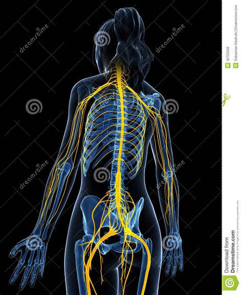 Female Nervous System Royalty Free Stock Photos Image 30725558