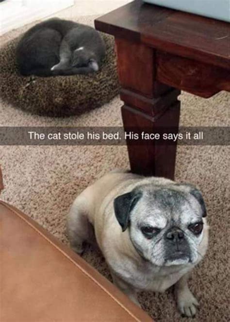Catch The Unbelievable Saturday Funny Animal Memes Hilarious Pets