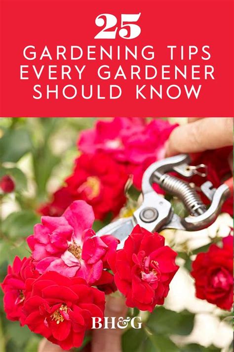 25 Gardening Tips Youll Wish Youd Known Sooner Gardening Tips