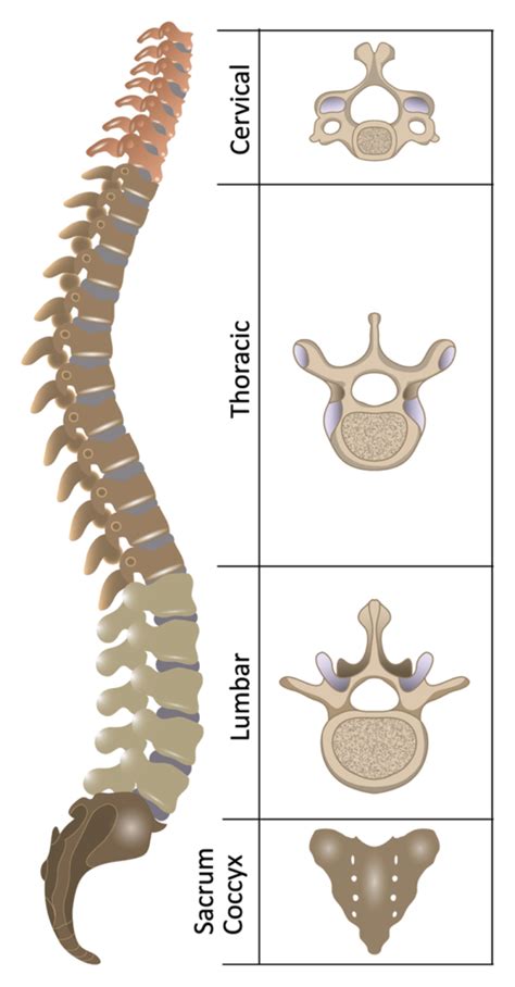 Vertebrae separated by intervertebral discs. What are the various types of bones in the human body ...