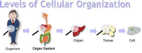 Unit 1 Human Cells Levels Of Organisation San Francisco De Paula
