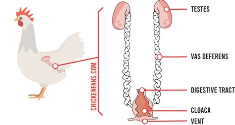 Chicken Reproductive System Chicken Fans