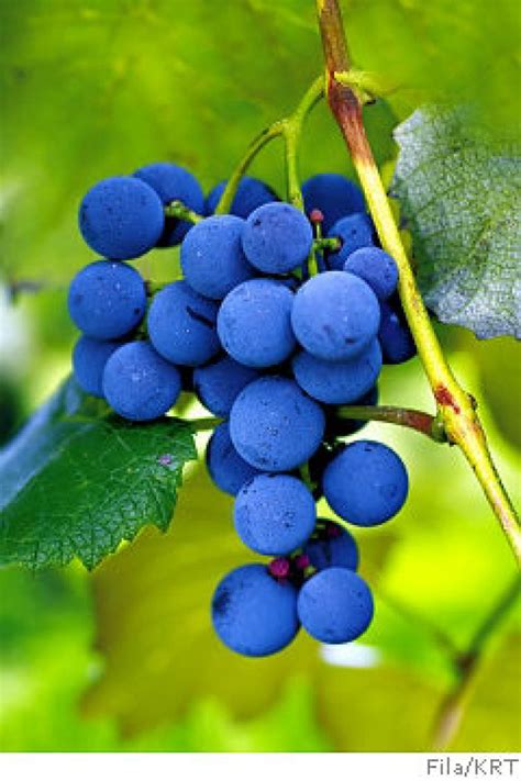 Trying to match that perfect hue or shade of blue? More great grape recipes - NY Daily News