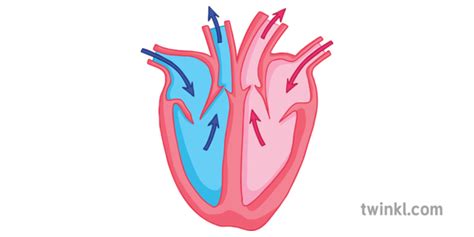 Download How To Make Heart Diagram Simple Png Diagram Templates