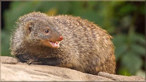 Banded Mongoose The Banded Mongoose Mungos Mungo Is A Mo Flickr