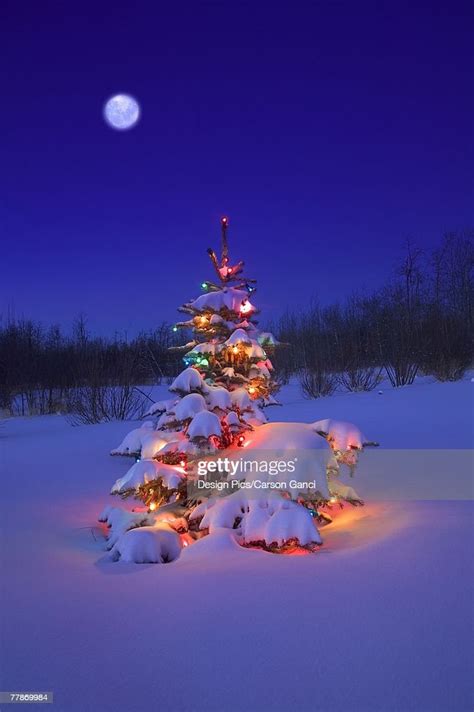 Christmas Tree Outdoors Glowing At Night Covered In Snow Stock Photo