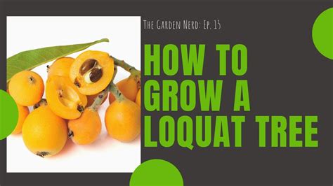 How To Grow A Loquat Tree Youtube