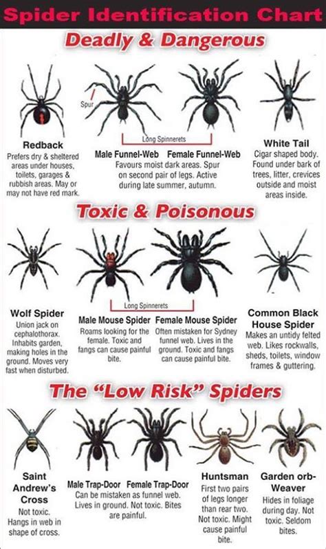 Pennsylvania Spider Identification Chart