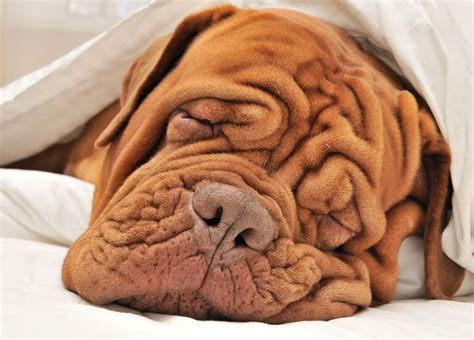 9 Wrinkly Dog Breeds Dogs With Wrinkly Faces We Love