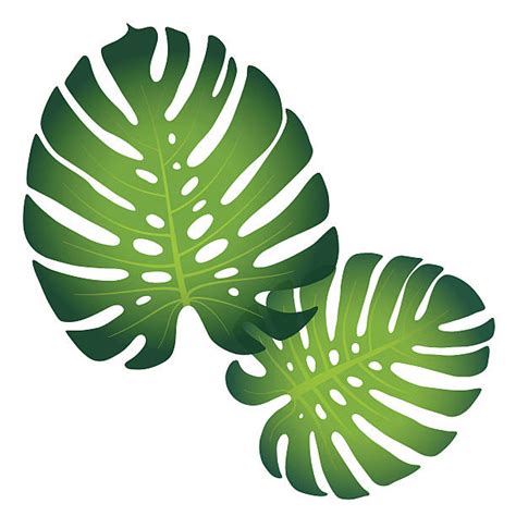 Monstera Deliciosa Clipart 20 Free Cliparts Download Images On