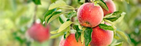 Feb 06, 2017 · aurora il area, schaefer greenhouses trees and shrubs broadleaf evergreen, evergreen, flowering shrubs, fruit trees, ornamental trees, shade trees, small fruit trees and vines. Knowing Which Fruit Trees Grow Best in Illinois and How to ...