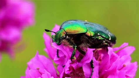 Big Green Beetle On Pink Flower Stock Video Footage 0025 Sbv 304832409