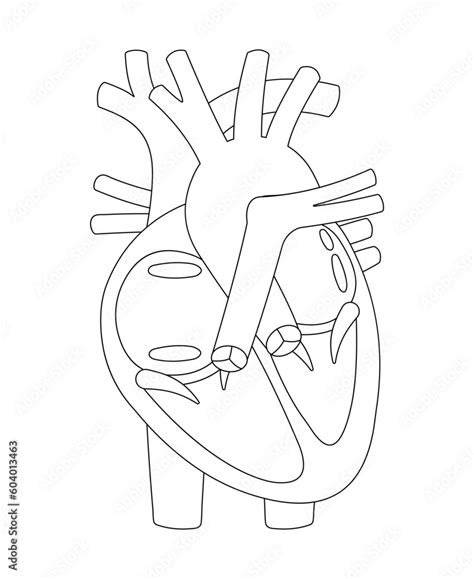 Structure Of Human Heart Black And White Illustration Outline