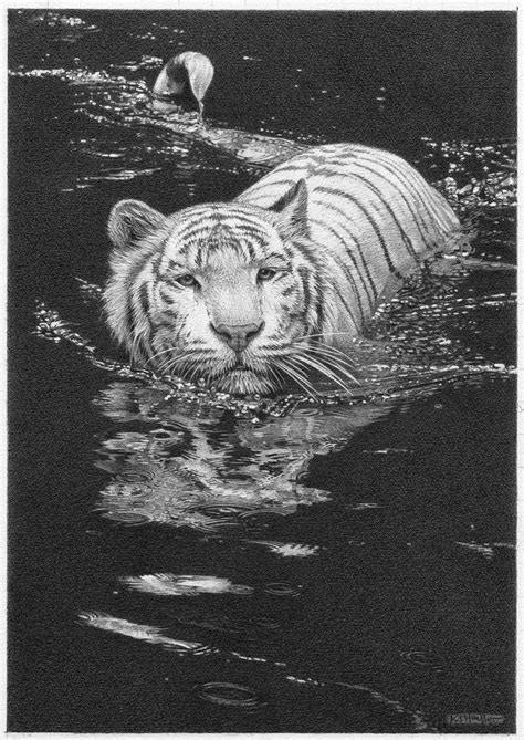 Cool Waters White Tiger Fine Art Pencil Drawings Flickr