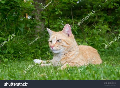 Cute Tabby Yellow Cat Laying Down Stock Photo 638533999 Shutterstock