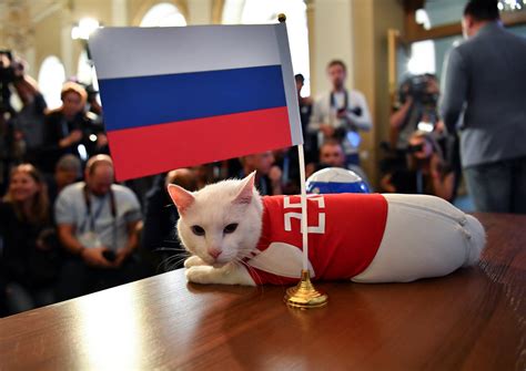 russia s psychic cat achilles picks home team for world cup opener