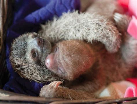 Scientist Brings Us Wondrously Cute Sloth Photos In New Book “slothlove