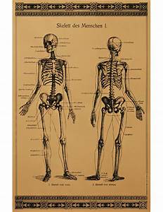 Vintage Anatomy Charts
