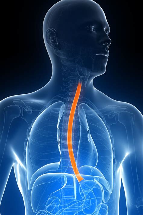 Esophageal Cancer Symptoms And More