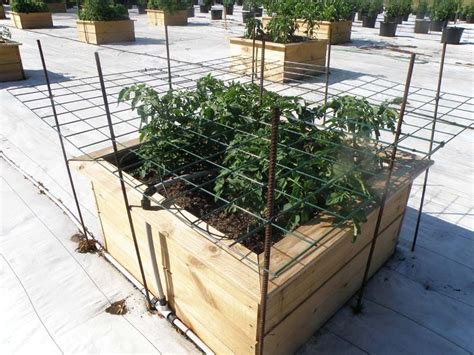 Try A Table Trellis For Tomato Plants In Raised Beds Plants Tomato