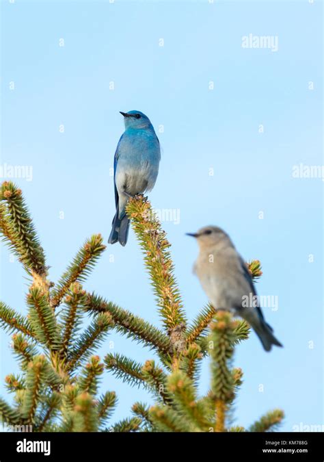 A Breeding Pair Of Mountain Bluebirds Sialia Currucoides With