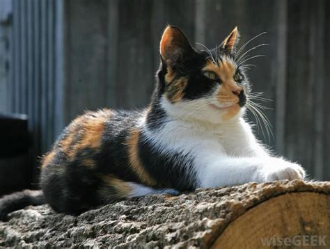 Stately Calico Cat Cat Breeds Calico Cat Beautiful Cats