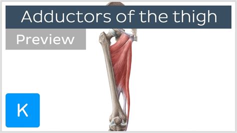 Hip Abductor Muscle Anatomy
