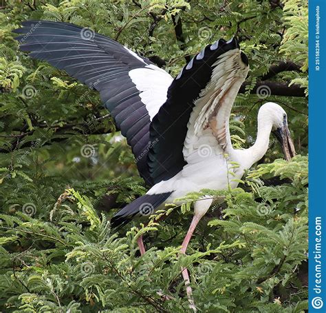 White And Black Herons Are Flying Over The Tamarind Tree With Their